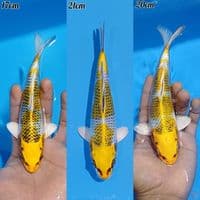 MINION KUJAKU KIRIN 3EKOR . RECOMEND KEEP