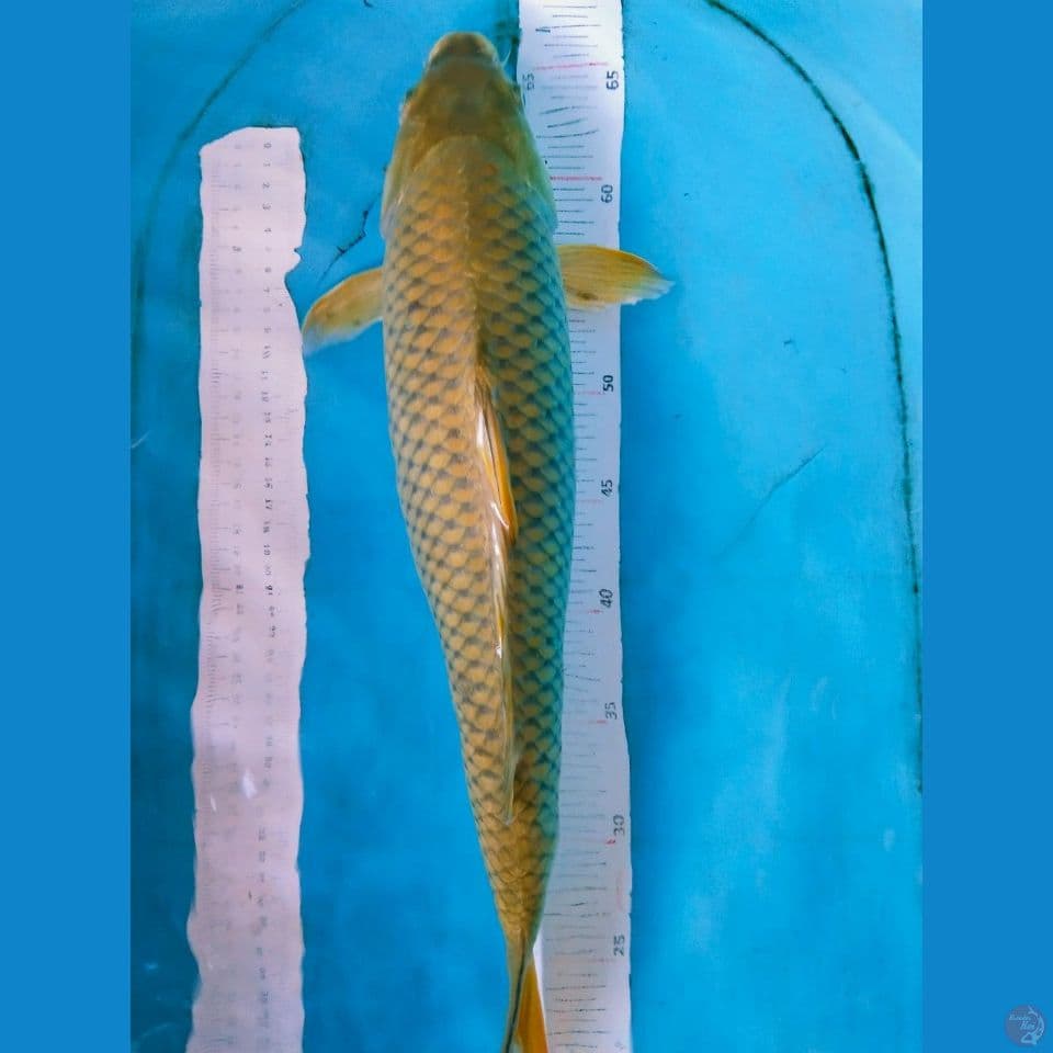 midori 48cm betina