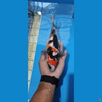 showa32 cm doitsu