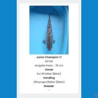 special aragoke 45cm 