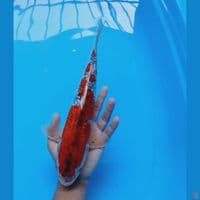 goshiki gindrin 34 cm (male)