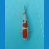 kohaku 19cm