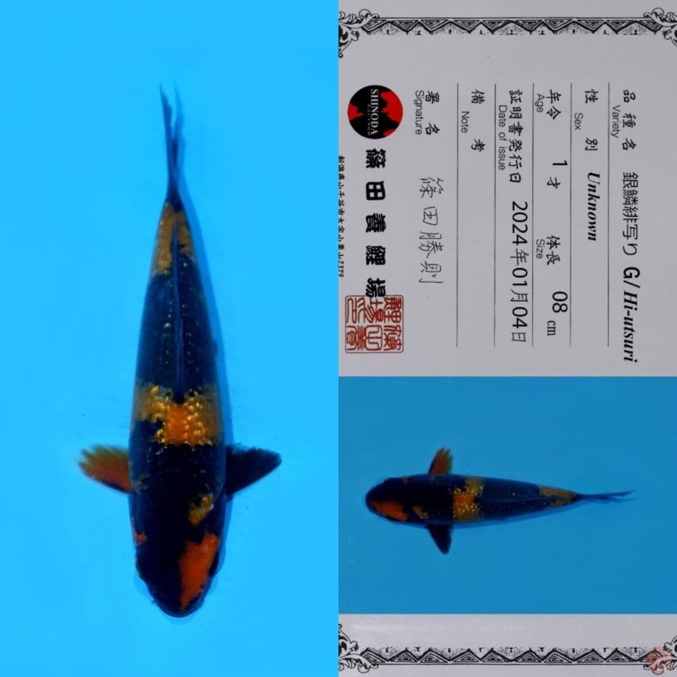 PROMO OB RENDAH!! SHINODA HI UTSURI GINRIN HQ 17CM