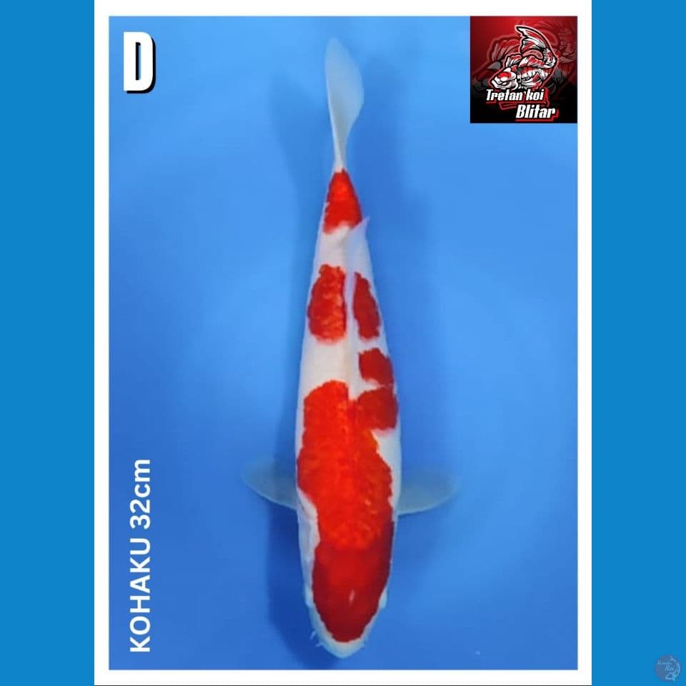 Kohaku 32cm