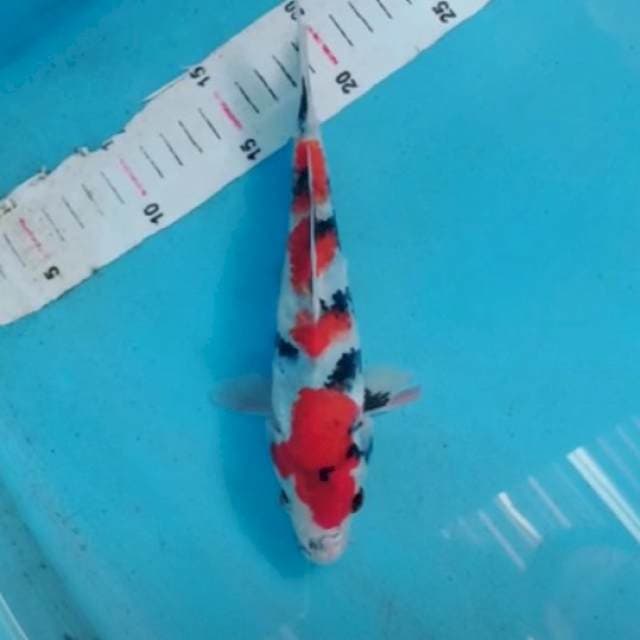 sanke ready semarang show 20cm