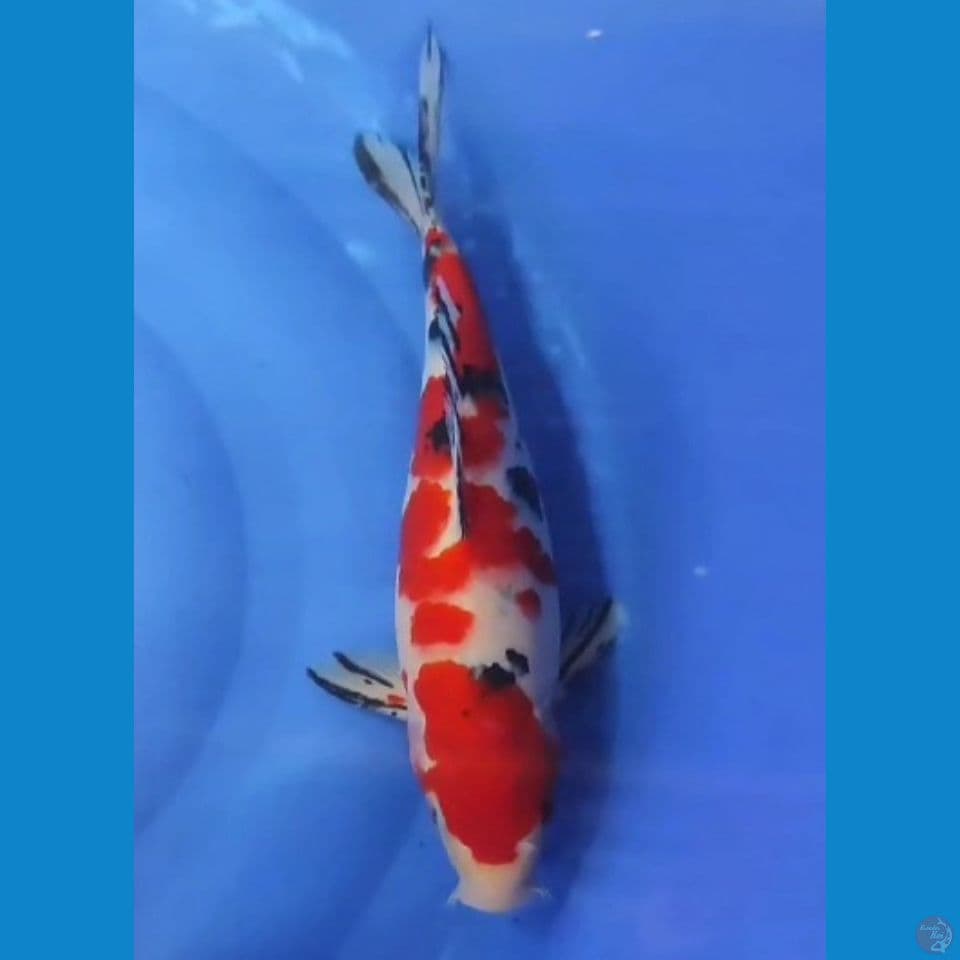 Sanke 36cm F