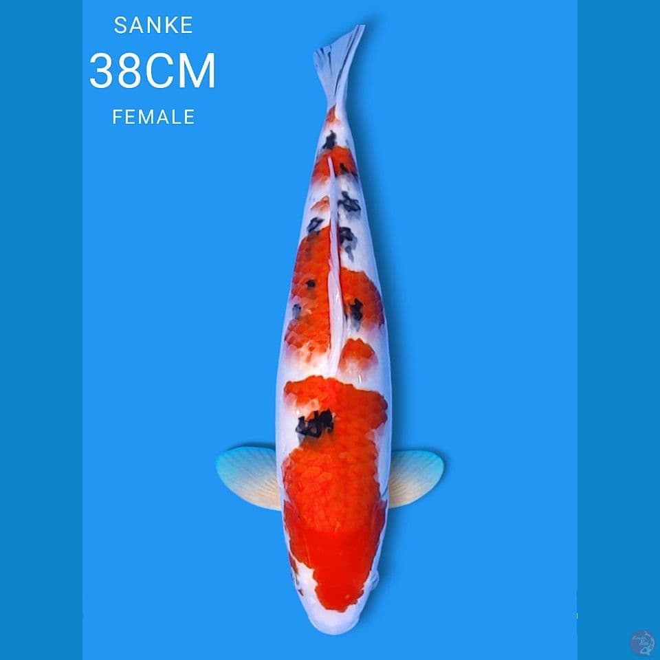 Sanke 38cm Fm