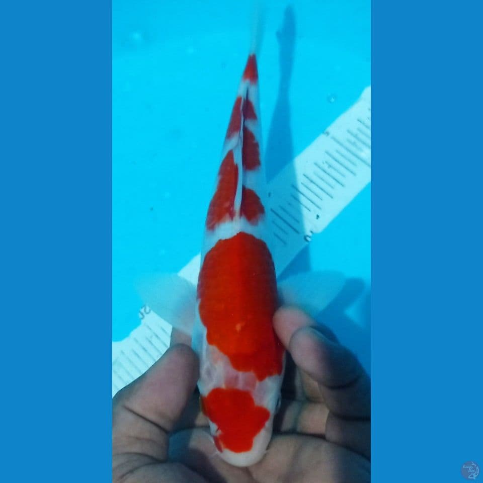 kohaku 27