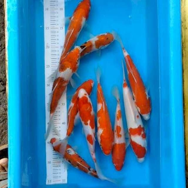 Paket jos original 10 ekor