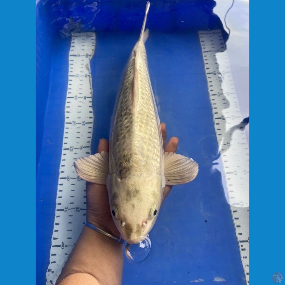 jantan ogon punuk ginrin 40