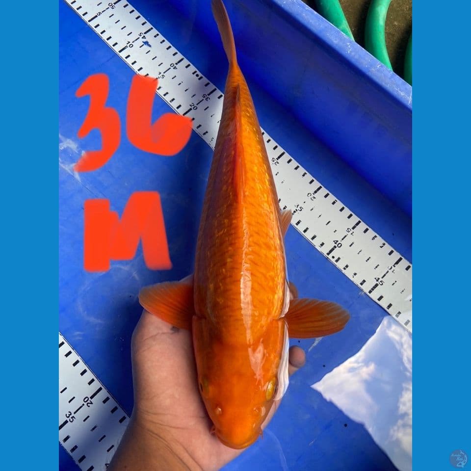 karamel punuk jantan 36