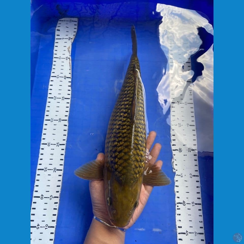 midori punuk jantan