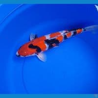 Showa originaal Male 42cm