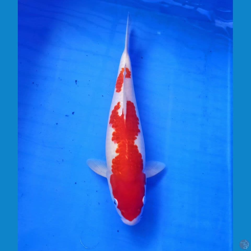 Kohaku nidan merah pekat 32cm
