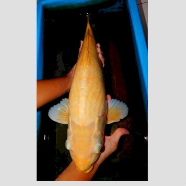 karashi import 50cm ada minus(baca dlu gan)