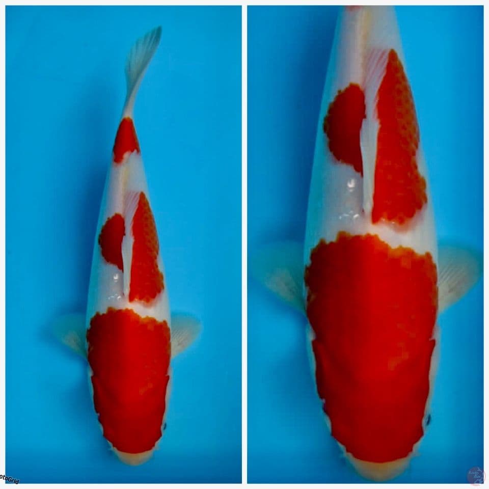 Kohaku F1 sakai 32cm 