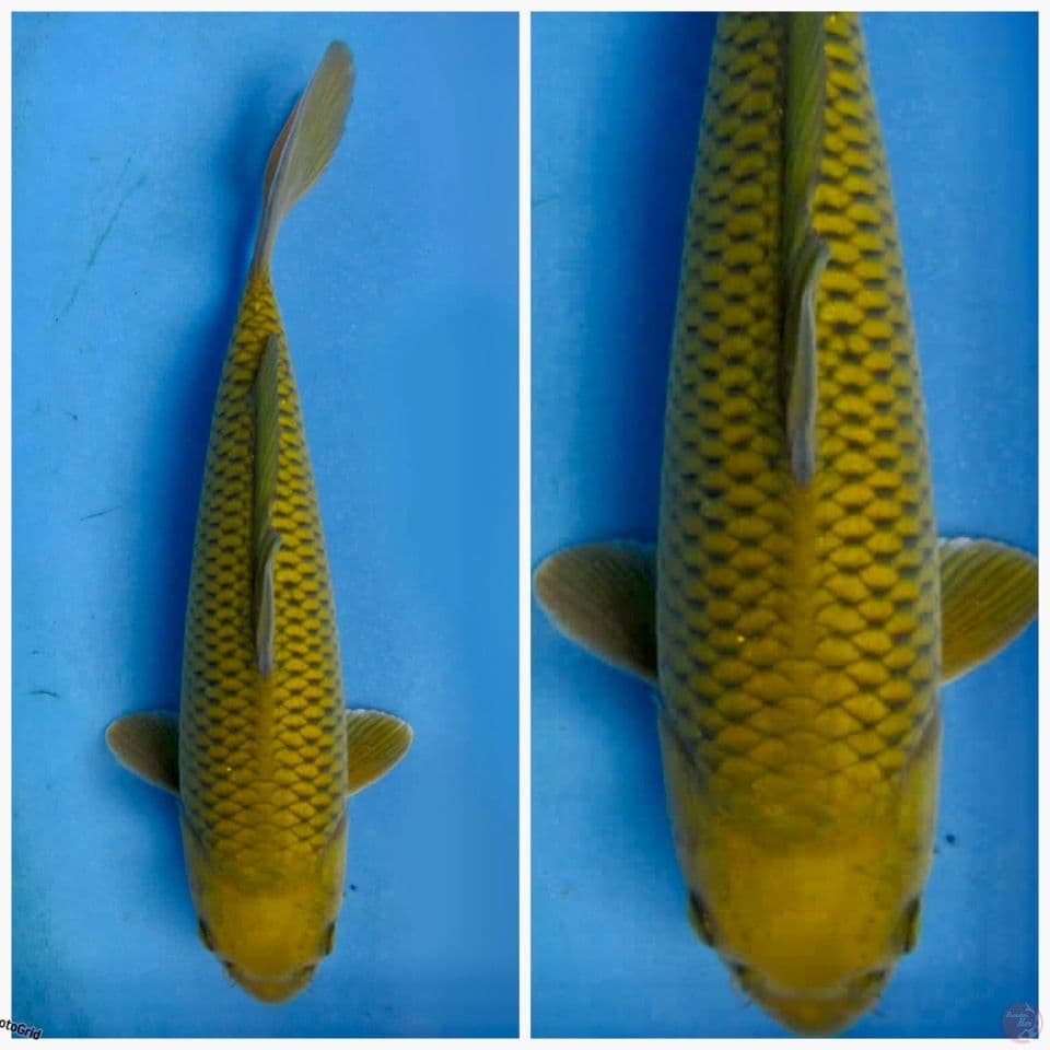 Midori F1 marusai calon punuk 30cm
