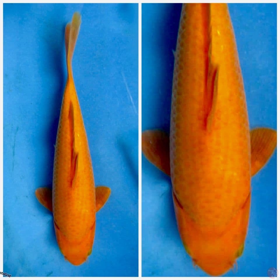 Karasi lemon F1 nk bocor 27cm