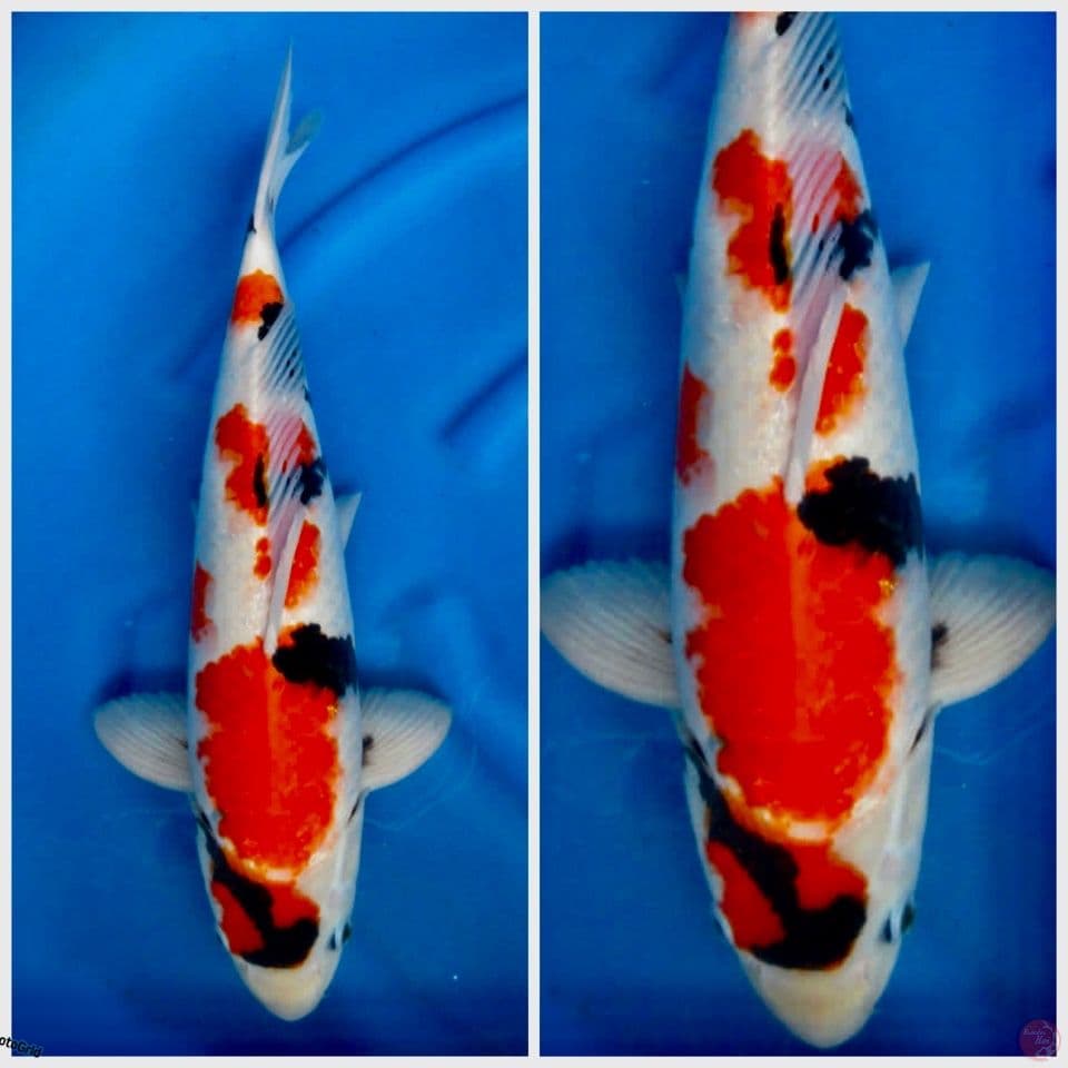 Kindai showa F1 49cm 