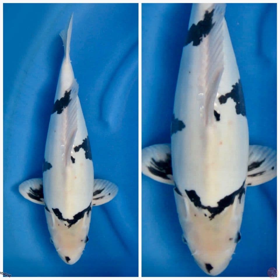 Shiro Doitsu murni F1 Tategoi 42cm 