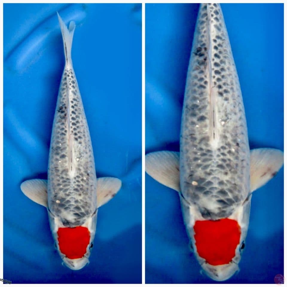 Tancho Goshiki ring Tategoi 40cm 