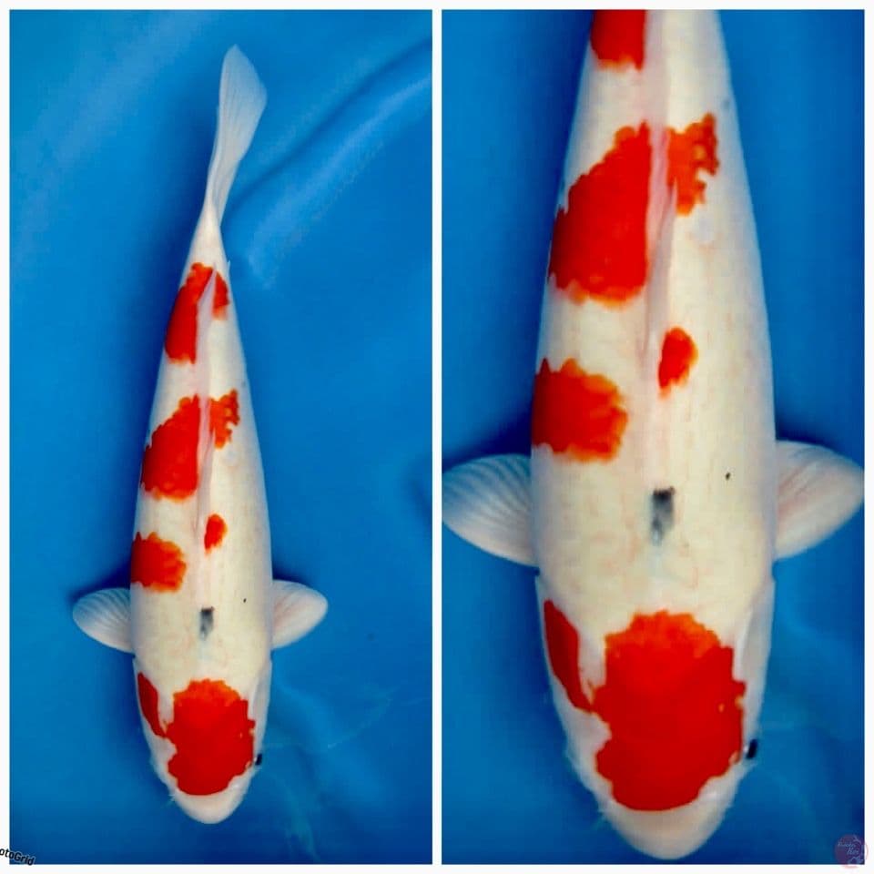 Sanke Tategoi 45cm