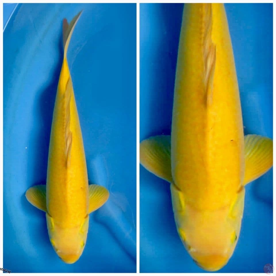 Karasi jumbo 47cm