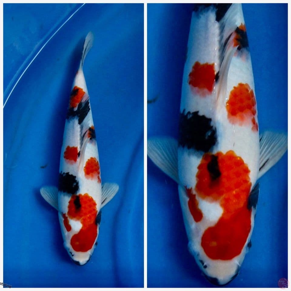 Kindai showa Ori f1 35cm 