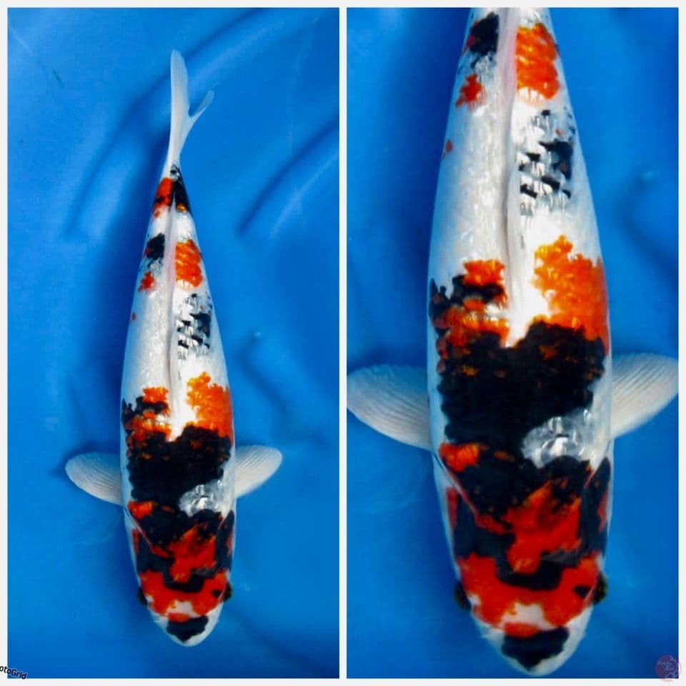 Showa Gingrin 45cm