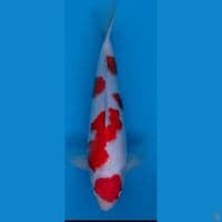 Import oishi 42 cm (mulu ada sedikit cacat)