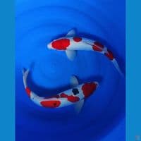 46-50cm kohaku sanke doitsu jantan istimewa 