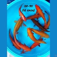 28-35 (11 ekor)