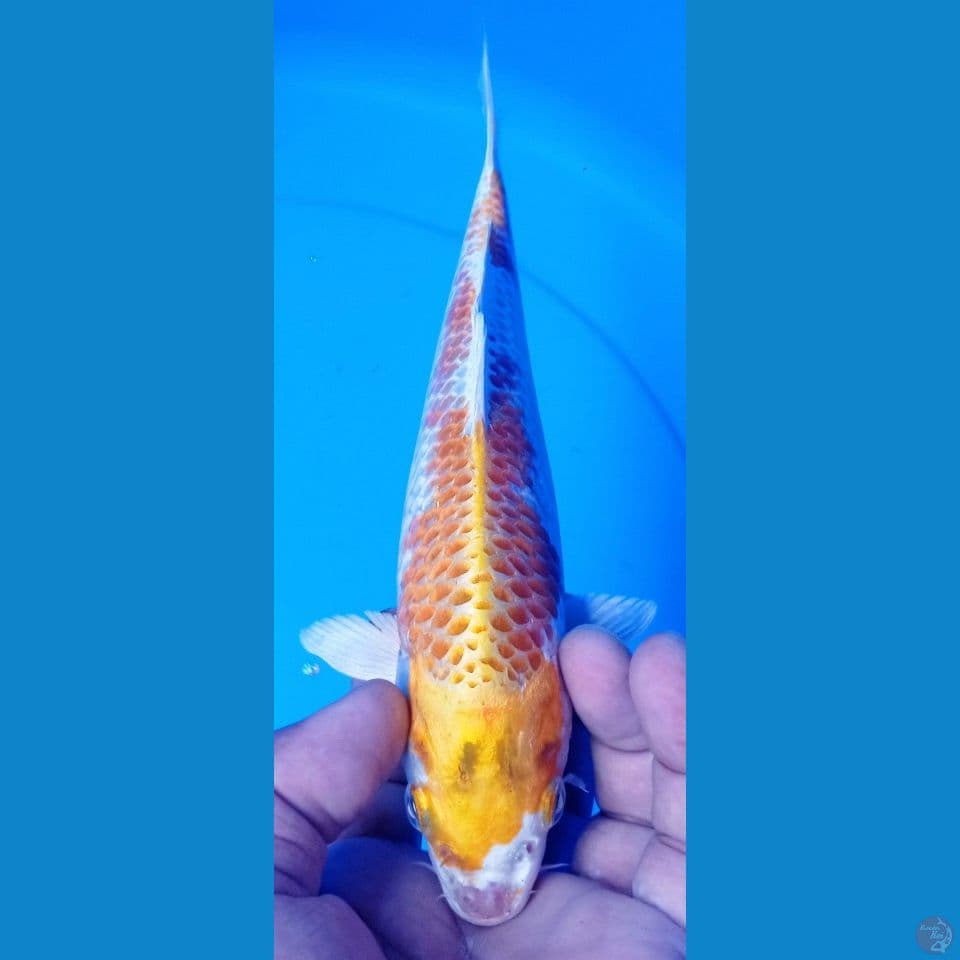 HARIWAKE 24
