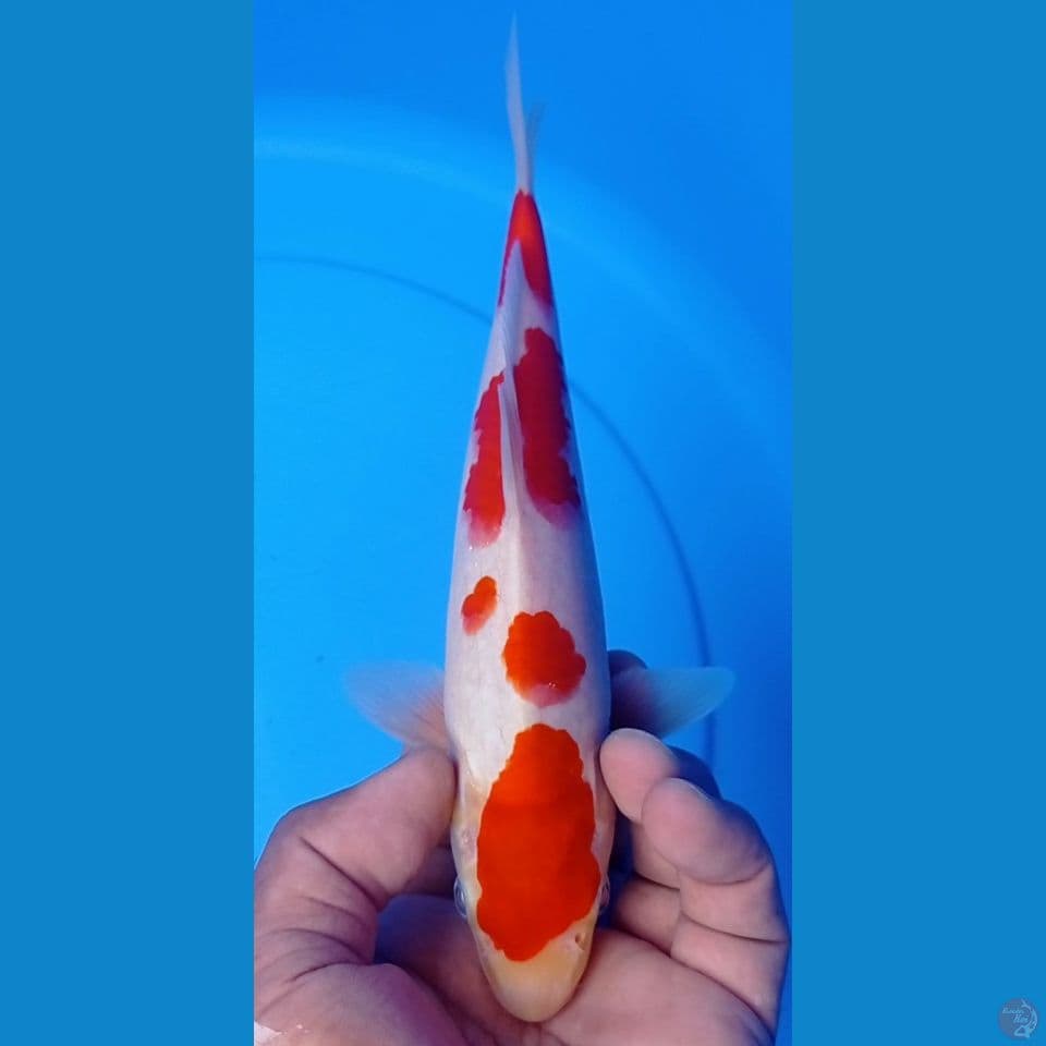 KOHAKU 25