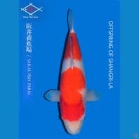 Kohaku import sakai