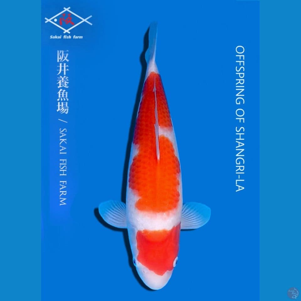 Kohaku import sakai