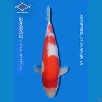 Kohaku import sakai