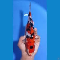 25cm SANKE ORI