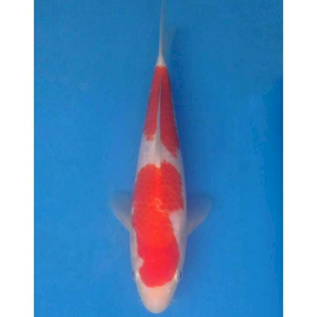 Okawa Kohaku