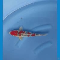 gosiki 30cm male