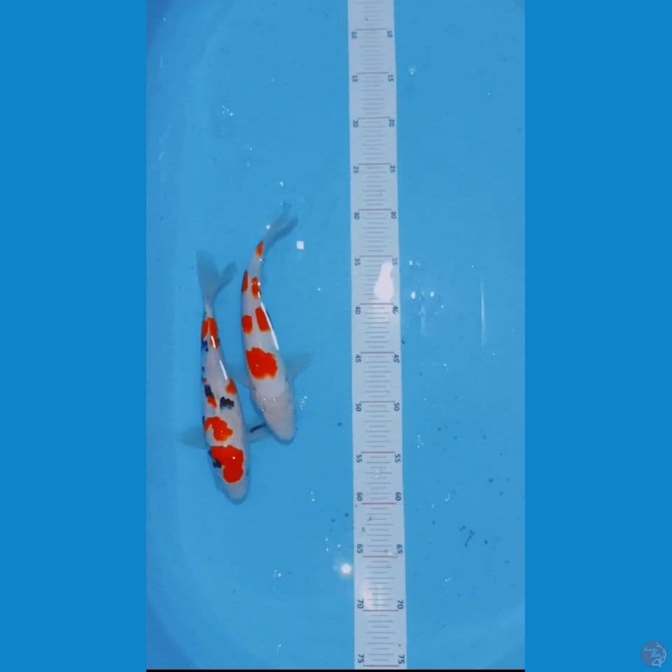 kuhaku sankey 27 cm