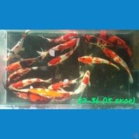28-36cm 15 ekor