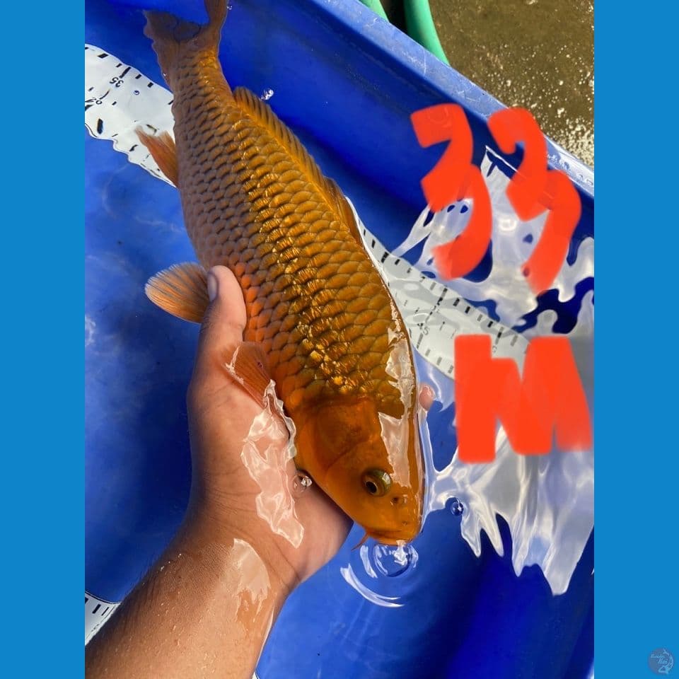 chagoi ginrin 33 jantan 
