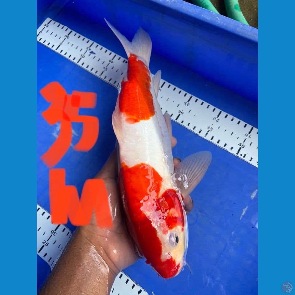 doitsu kohaku 35