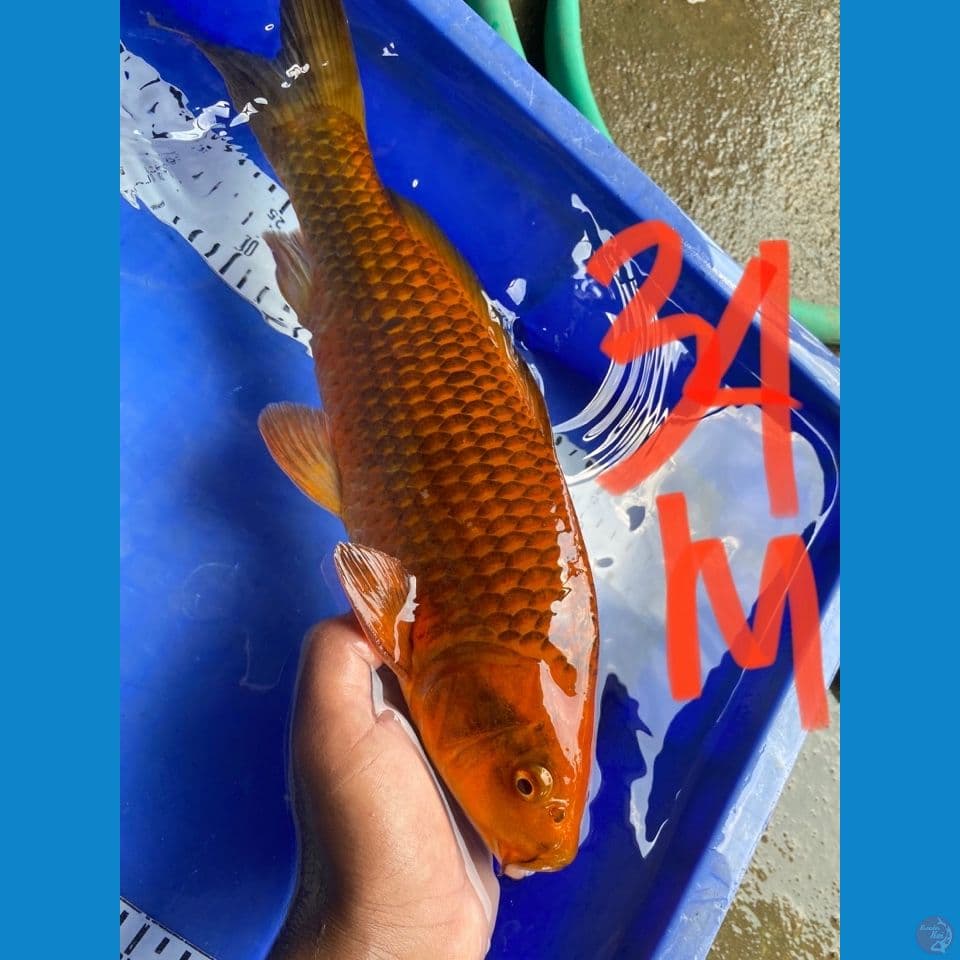 karamel sisik salak 34
