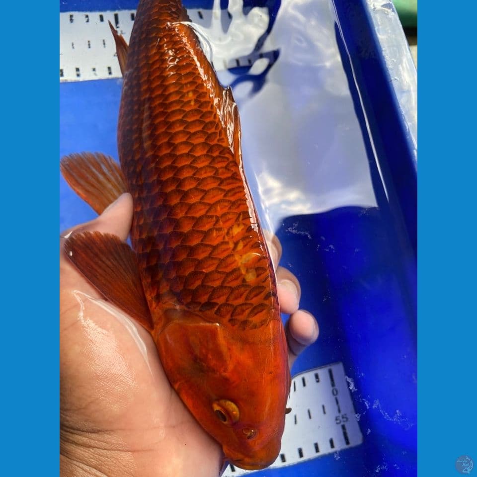 karamel sisik salak 34
