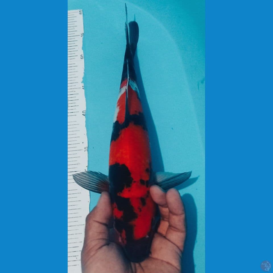 SHOWA 38CM