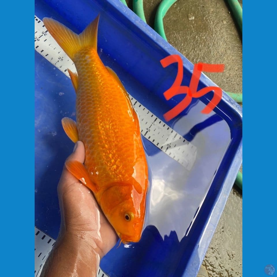 punuk karamel 35