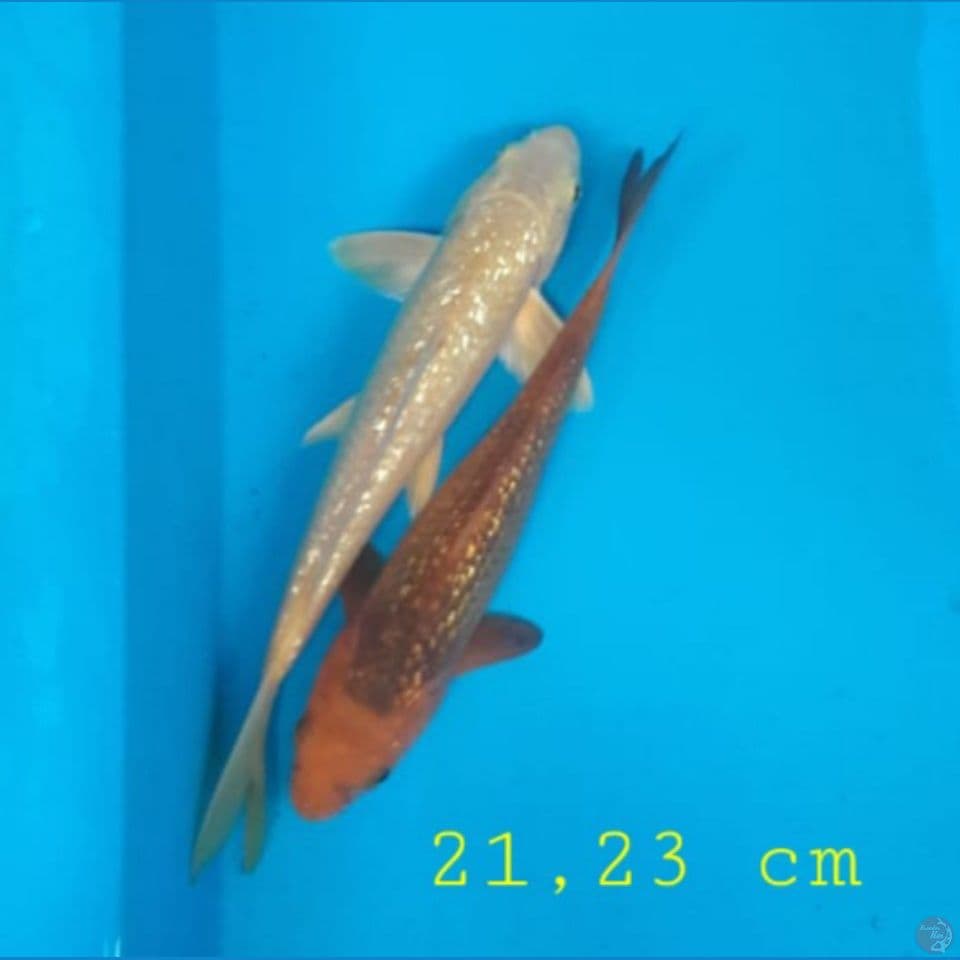  2 ekr ginrin 21,23 cm