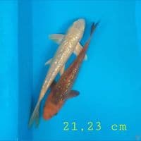  2 ekr ginrin 21,23 cm